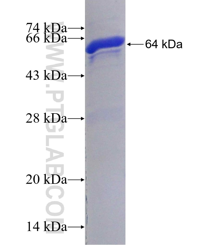 PTPN14 fusion protein Ag12571 SDS-PAGE