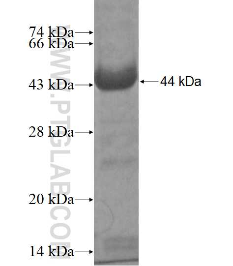 PTPN14 fusion protein Ag12679 SDS-PAGE