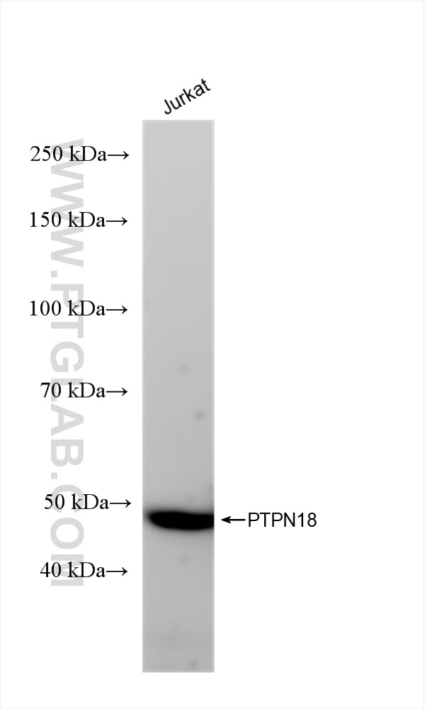 PTPN18