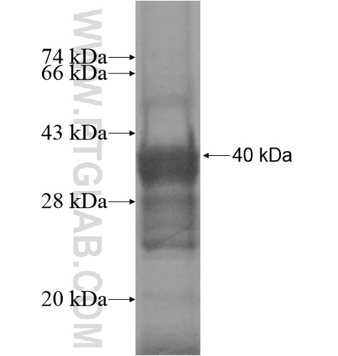 PTPN18 fusion protein Ag10610 SDS-PAGE