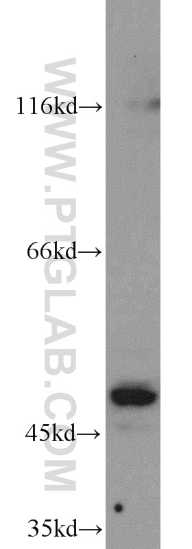 Western Blot (WB) analysis of NIH/3T3 cells using PTPN2 Polyclonal antibody (11214-1-AP)