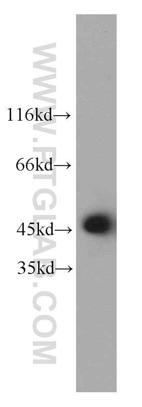 Western Blot (WB) analysis of HL-60 cells using PTPN2 Polyclonal antibody (11214-1-AP)
