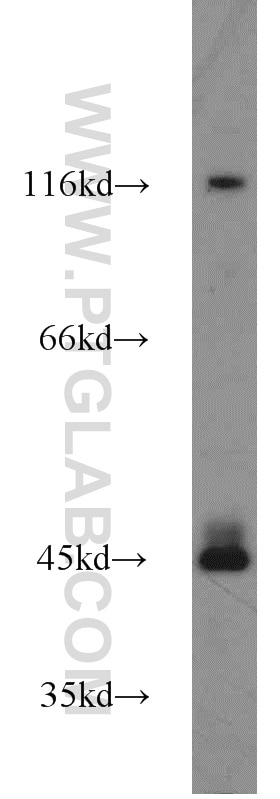 WB analysis of HL-60 using 11214-1-AP