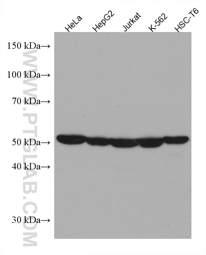 Western Blot (WB) analysis of various lysates using PTPN2 Monoclonal antibody (67388-1-Ig)
