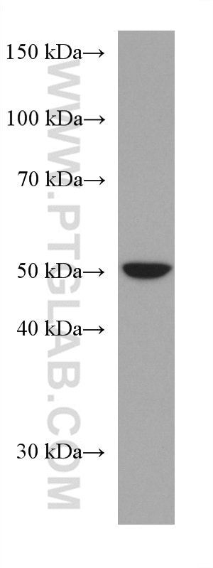 Western Blot (WB) analysis of 4T1 cells using PTPN2 Monoclonal antibody (67388-1-Ig)