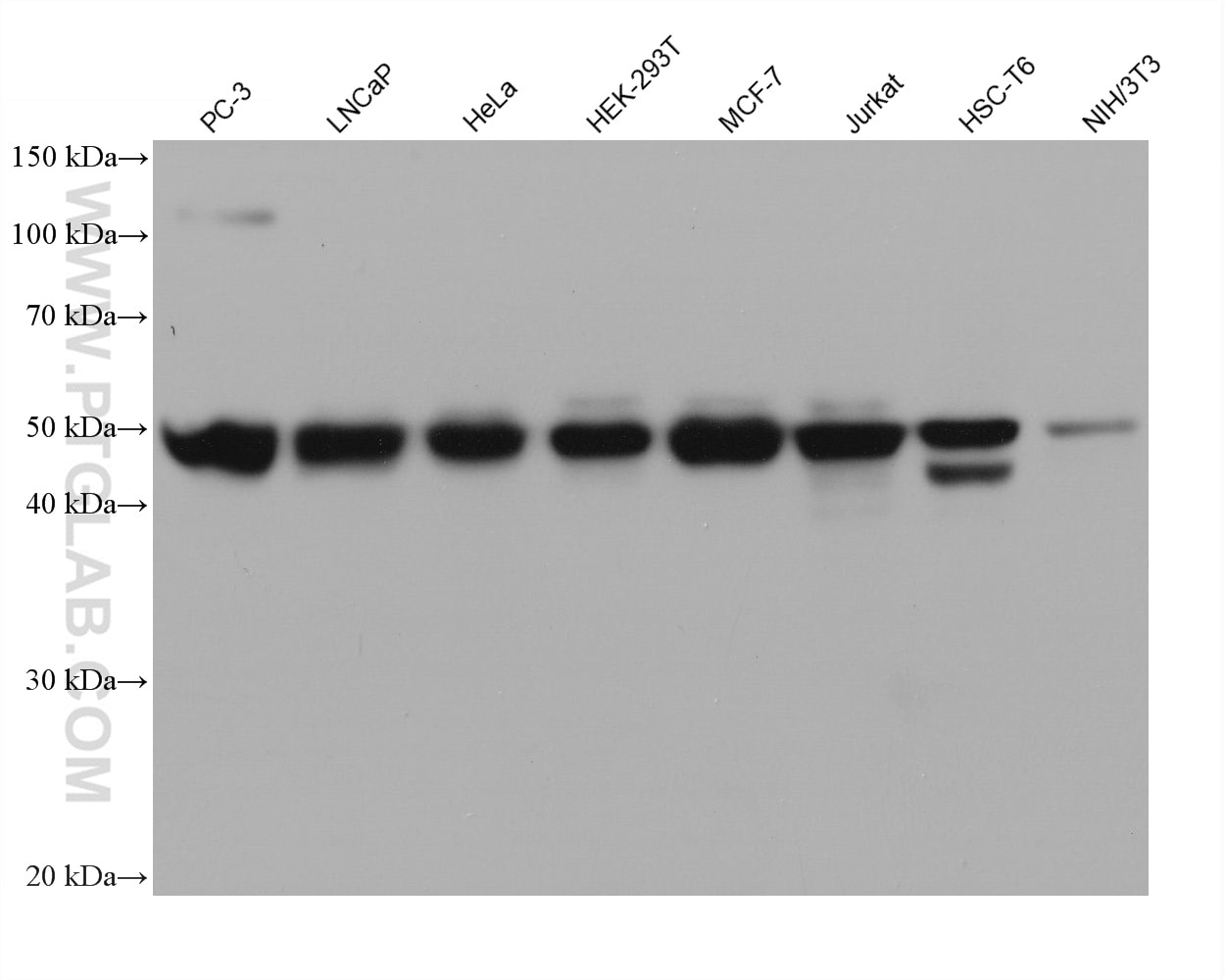 Western Blot (WB) analysis of various lysates using PTPN2 Monoclonal antibody (67388-1-Ig)