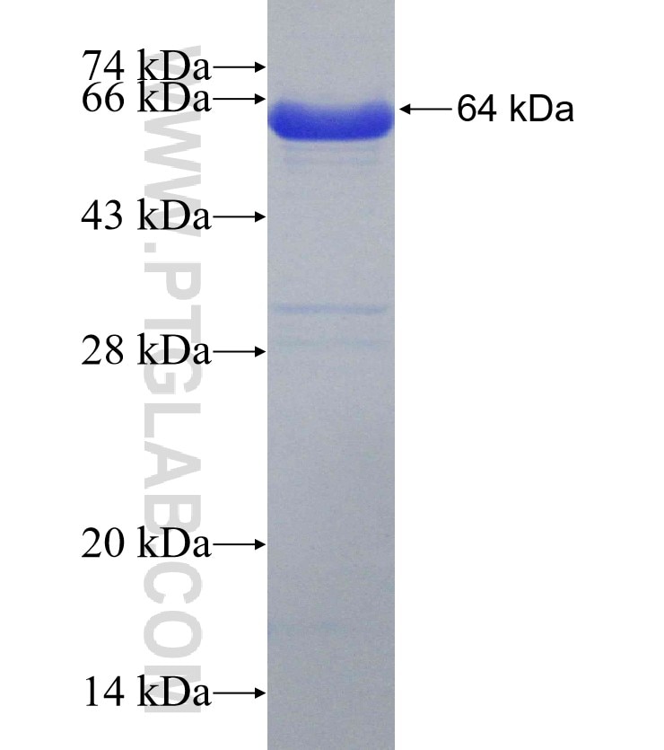 PTPN2 fusion protein Ag1709 SDS-PAGE