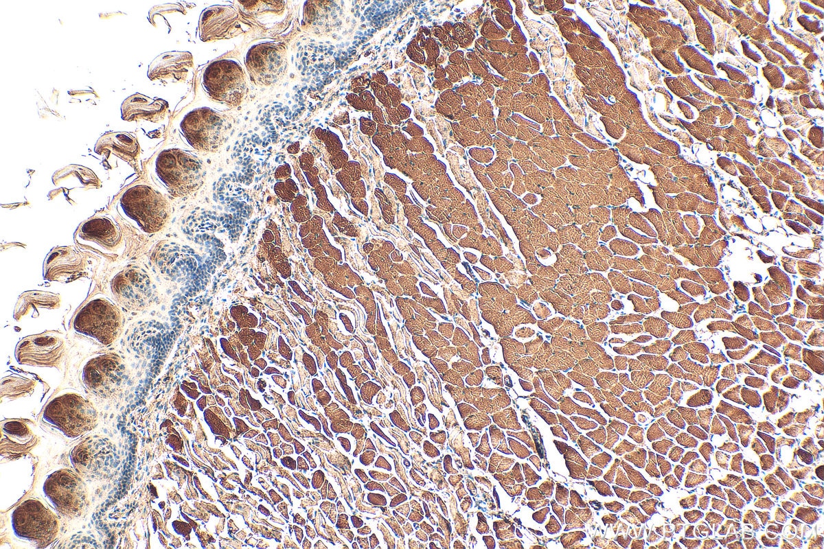 Immunohistochemistry (IHC) staining of mouse tongue tissue using PTPN20 Polyclonal antibody (19510-1-AP)