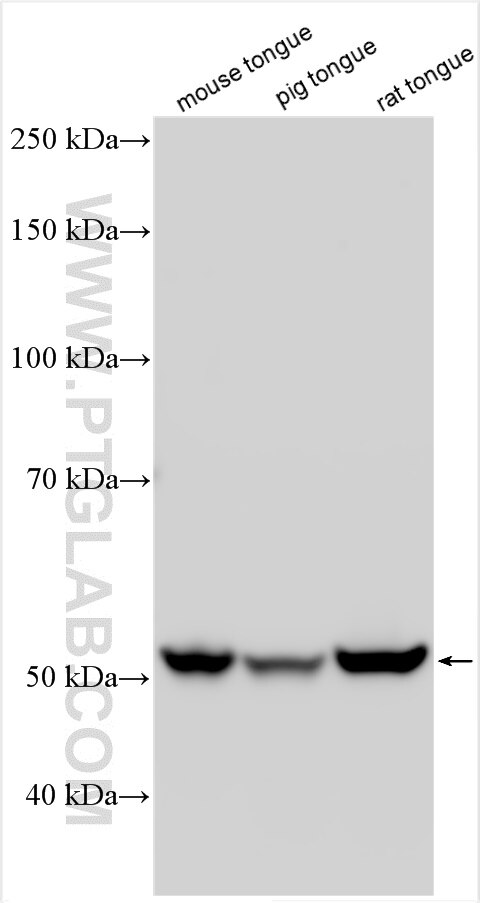 Western Blot (WB) analysis of various lysates using PTPN20B Polyclonal antibody (19510-1-AP)