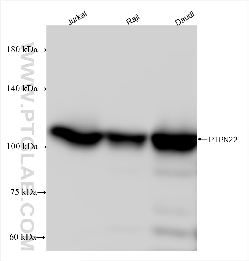 Western Blot (WB) analysis of various lysates using PTPN22 Recombinant antibody (85062-2-RR)
