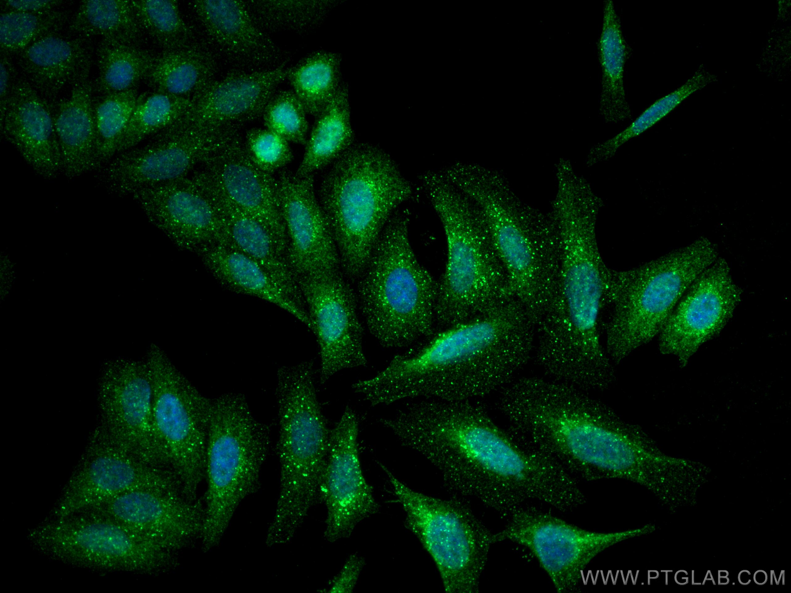 Immunofluorescence (IF) / fluorescent staining of HepG2 cells using PTPN23 Polyclonal antibody (10472-1-AP)