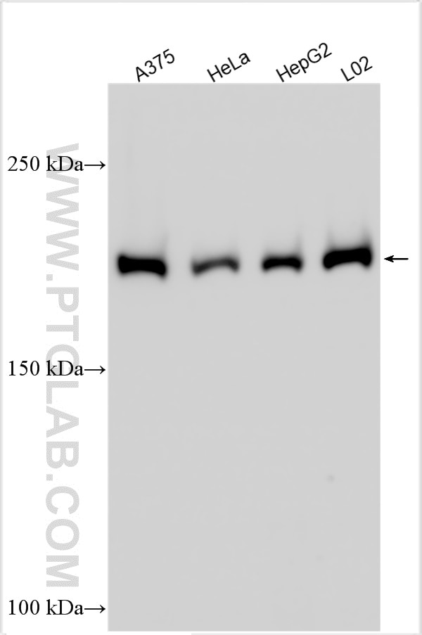 Western Blot (WB) analysis of various lysates using PTPN23 Polyclonal antibody (10472-1-AP)