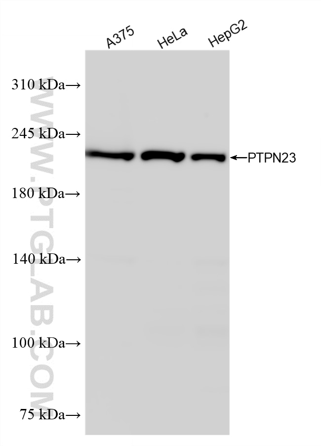 Western Blot (WB) analysis of various lysates using PTPN23 Recombinant monoclonal antibody (87561-1-RR)