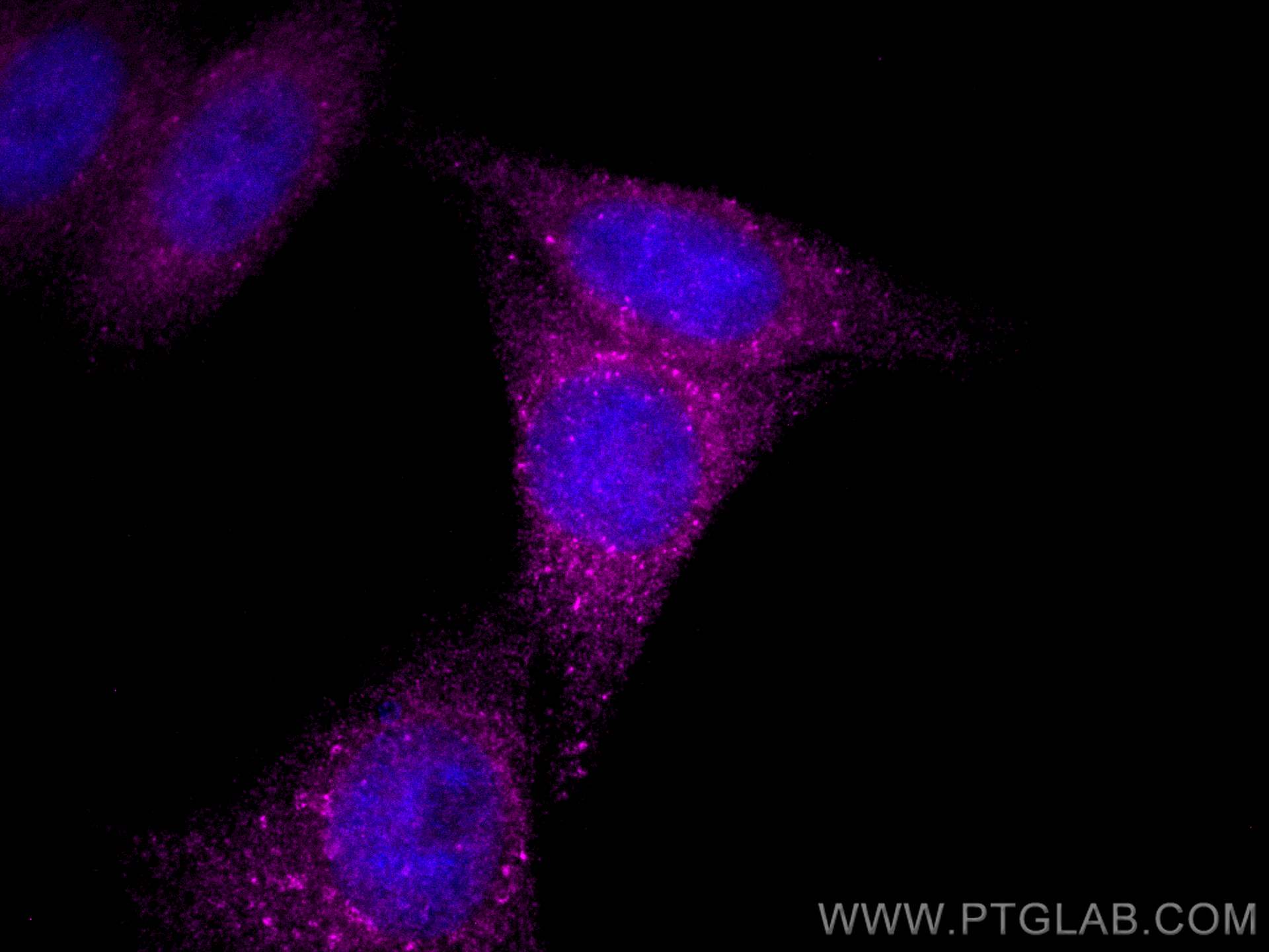 Immunofluorescence (IF) / fluorescent staining of HepG2 cells using CoraLite®647-conjugated PTPN23 Polyclonal antibody (CL647-10472)