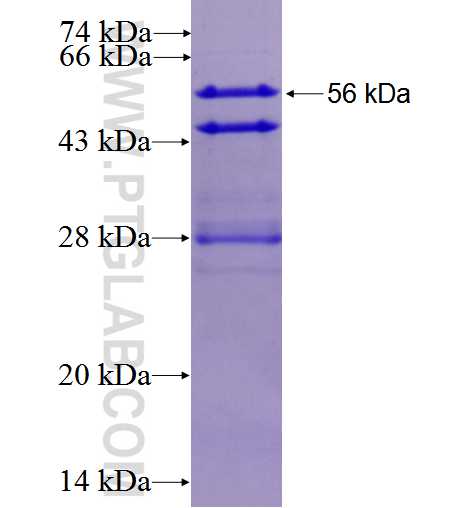 PTPN23 fusion protein Ag0765 SDS-PAGE