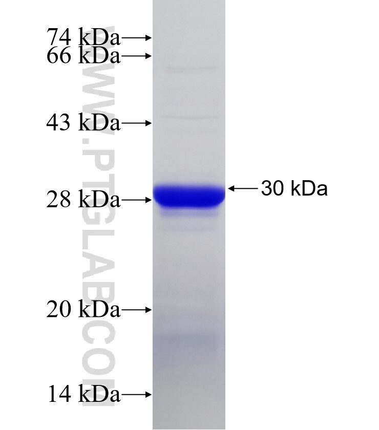 PTPN4 fusion protein Ag32707 SDS-PAGE PTPN4 fusion protein Ag32707 SDS-PAGE