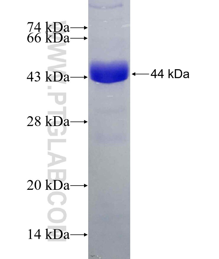 PTPN5 fusion protein Ag30009 SDS-PAGE