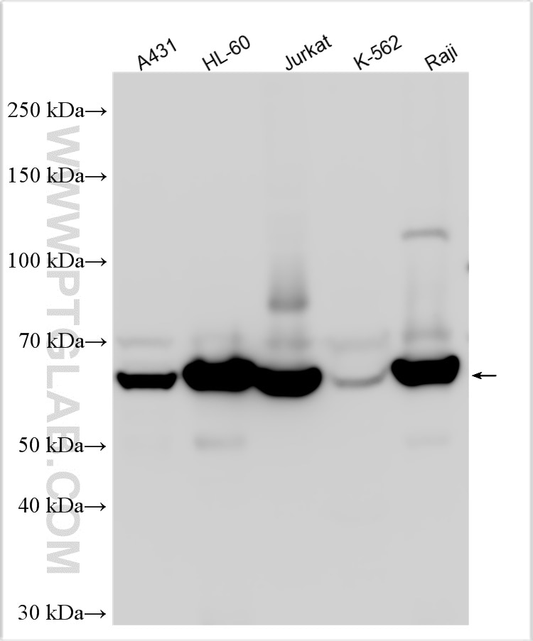 Western Blot (WB) analysis of various lysates using PTPN6 Polyclonal antibody (24143-1-AP)