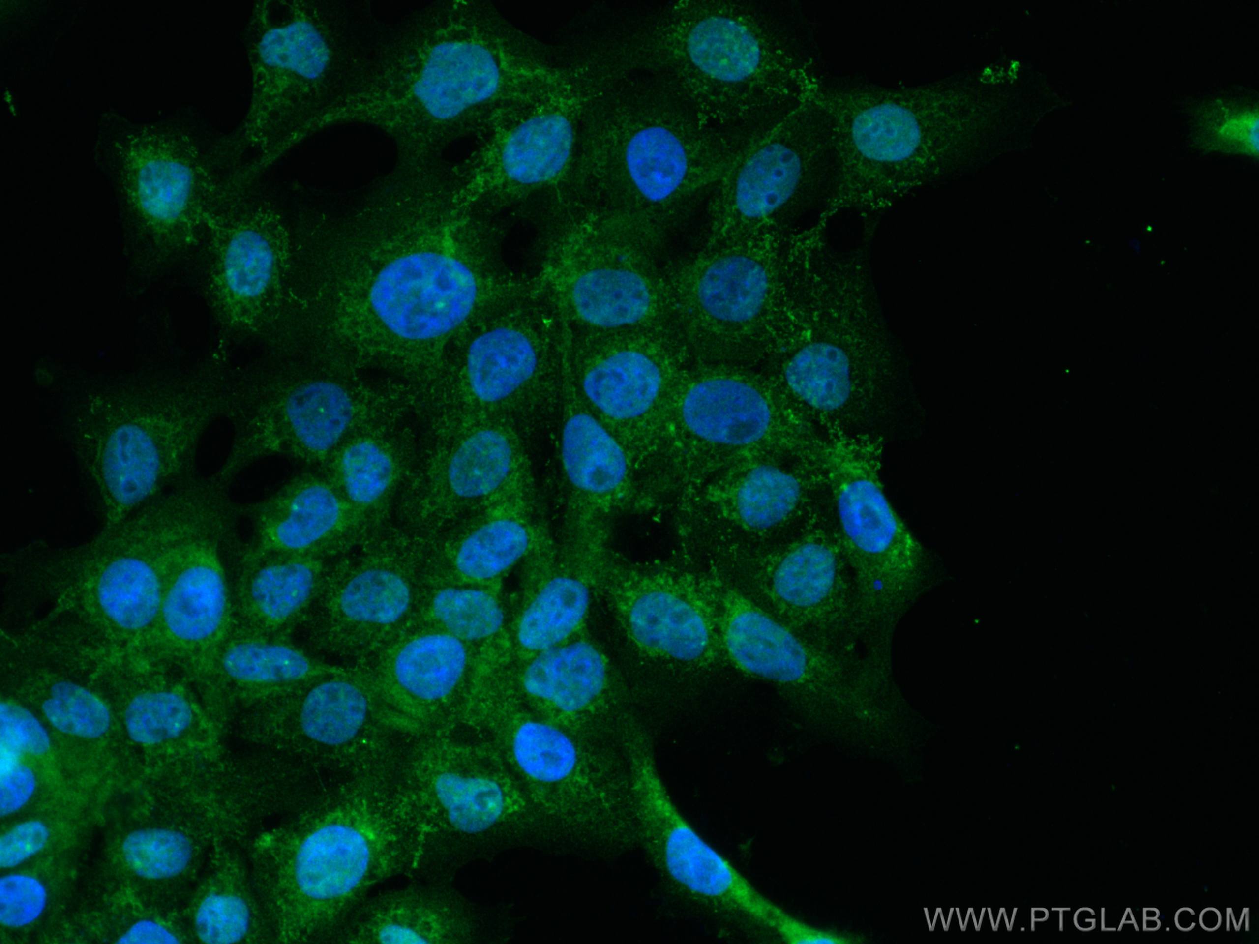 Immunofluorescence (IF) / fluorescent staining of A431 cells using PTPN6 Polyclonal antibody (24546-1-AP)