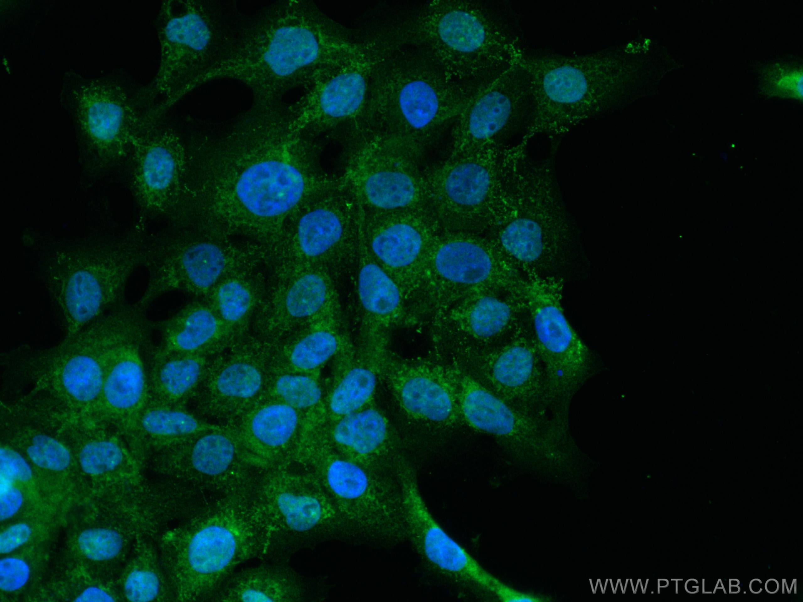 Immunofluorescence (IF) / fluorescent staining of A431 cells using PTPN6 Polyclonal antibody (24546-1-AP)