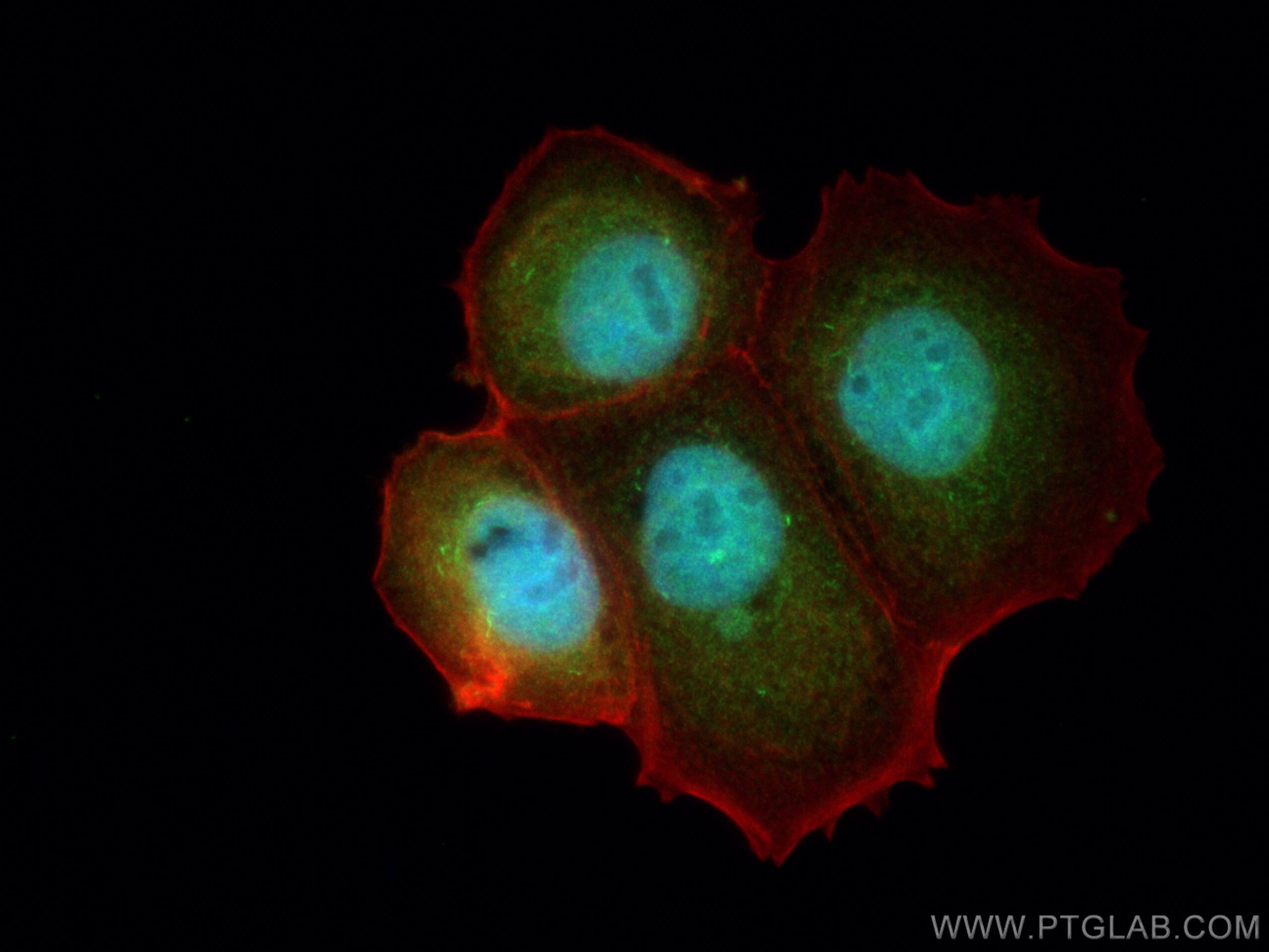 Immunofluorescence (IF) / fluorescent staining of MCF-7 cells using PTPN6 Polyclonal antibody (24546-1-AP)