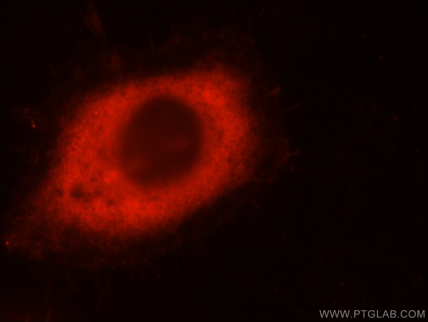 Immunofluorescence (IF) / fluorescent staining of A431 cells using PTPN6 Polyclonal antibody (24546-1-AP)