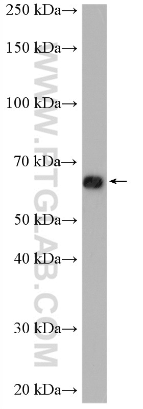 Western Blot (WB) analysis of HuH-7 cells using PTPN6 Polyclonal antibody (24546-1-AP)