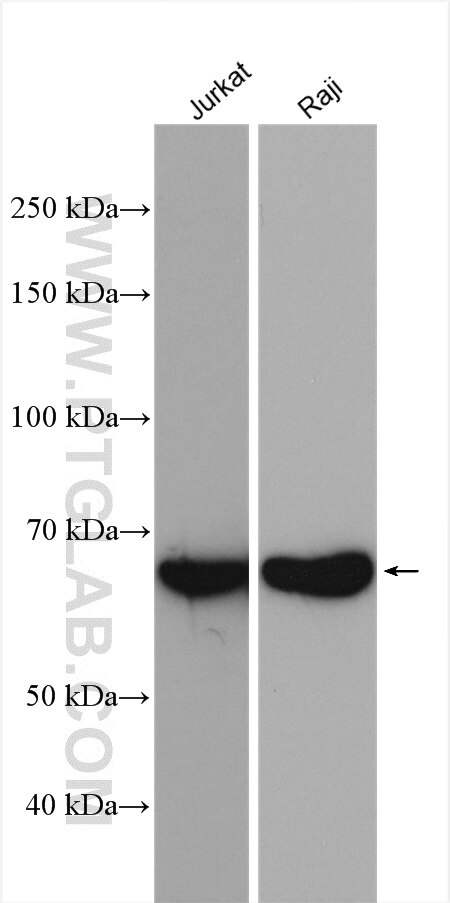 Western Blot (WB) analysis of various lysates using PTPN6 Polyclonal antibody (24546-1-AP)