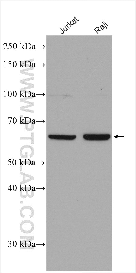 Western Blot (WB) analysis of various lysates using PTPN6 Polyclonal antibody (24546-1-AP)