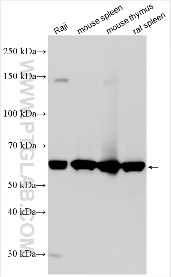 Western Blot (WB) analysis of various lysates using PTPN6 Polyclonal antibody (24546-1-AP)