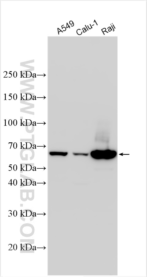 WB analysis using 24546-1-AP Western Blot (WB) analysis of various lysates using PTPN6/SHP1 Polyclonal antibody (24546-1-AP)