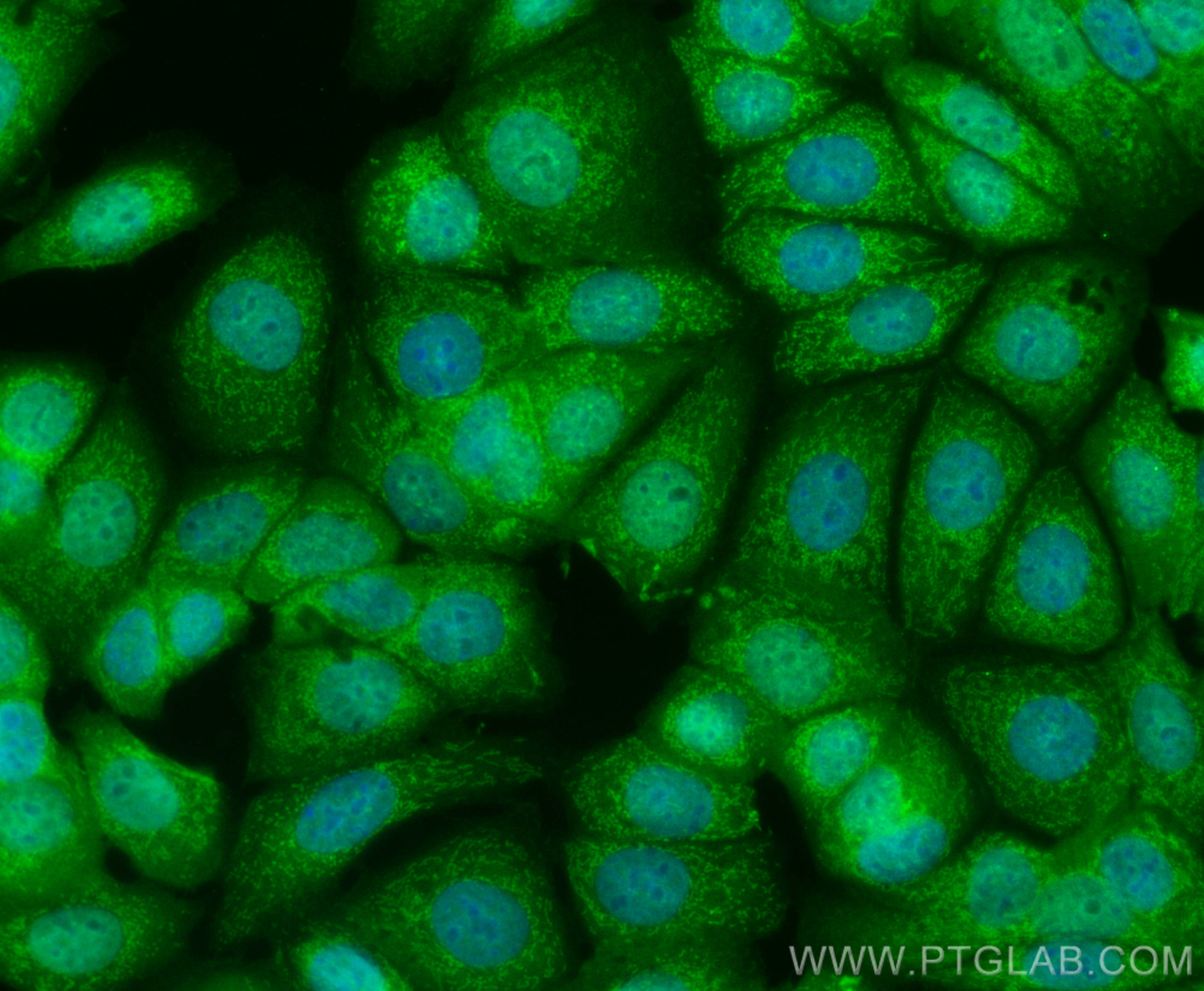 Immunofluorescence (IF) / fluorescent staining of MCF-7 cells using CoraLite® Plus 488-conjugated PTPN6 Polyclonal ant (CL488-24546)