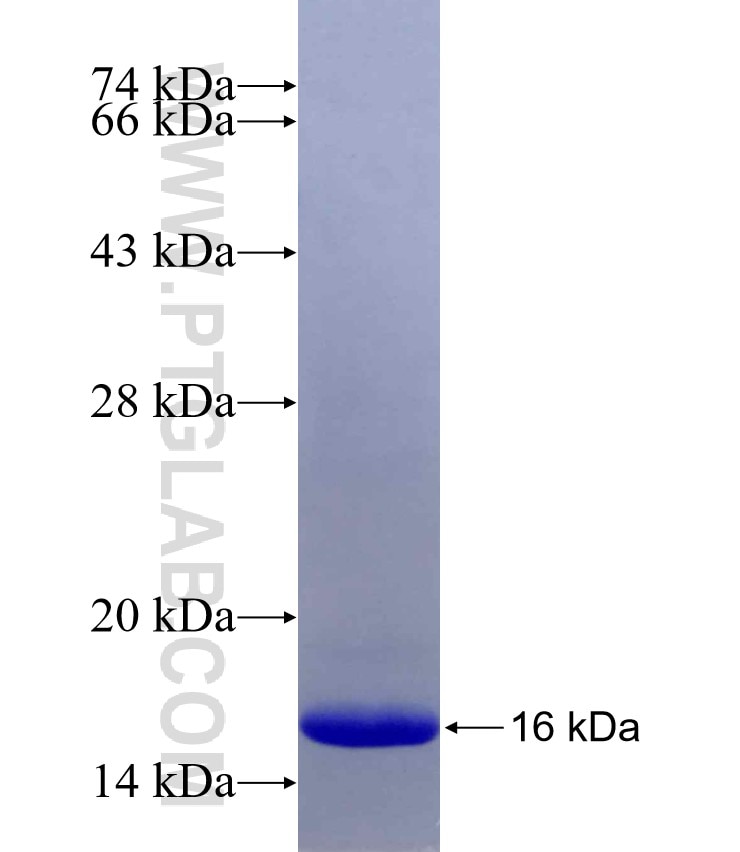 PTPN6 fusion protein Ag21415 SDS-PAGE