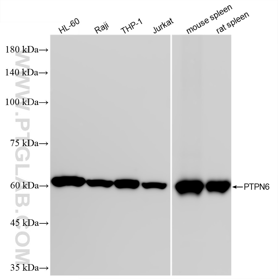 WB analysis using 80670-2-RR (same clone as 80670-2-PBS) Western Blot (WB) analysis of various lysates using PTPN6/SHP1 Recombinant monoclonal antibody (80670-2-RR)