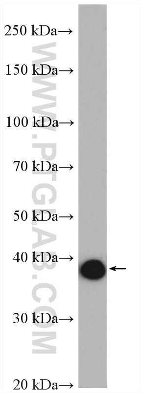 Western Blot (WB) analysis of Raji cells using PTPN7 Polyclonal antibody (15286-1-AP)