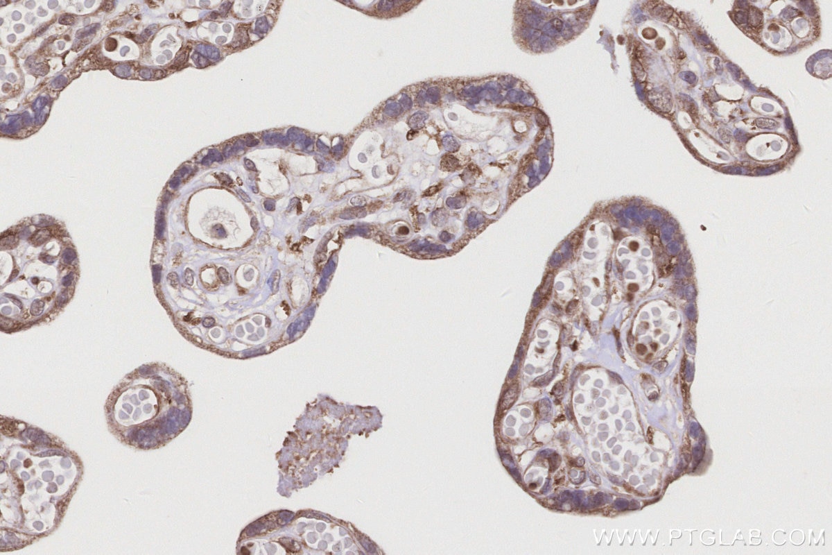 Immunohistochemistry (IHC) staining of human placenta tissue using PTPN9 Polyclonal antibody (12109-1-AP)