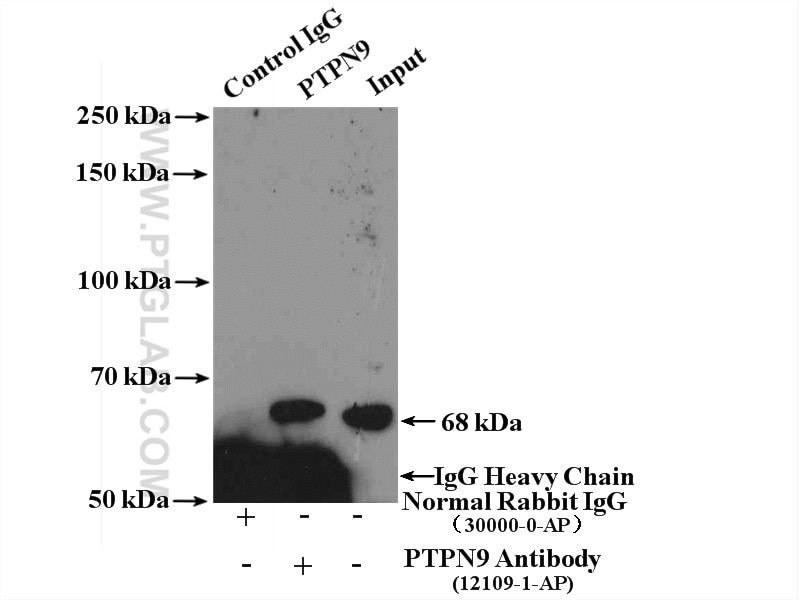 Immunoprecipitation (IP) experiment of HEK-293 cells using PTPN9 Polyclonal antibody (12109-1-AP)