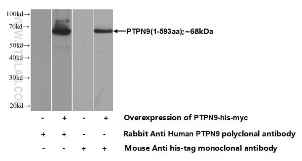 Western Blot (WB) analysis of Transfected HEK-293 cells using PTPN9 Polyclonal antibody (12109-1-AP)