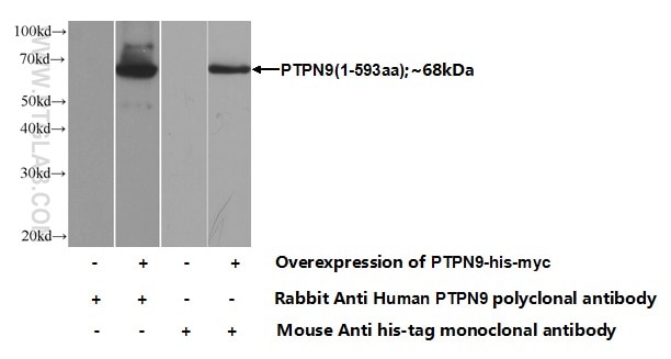 WB analysis of Transfected HEK-293 using 12109-1-AP