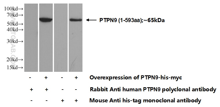 Western Blot (WB) analysis of Transfected HEK-293 cells using PTPN9 Polyclonal antibody (12109-1-AP)