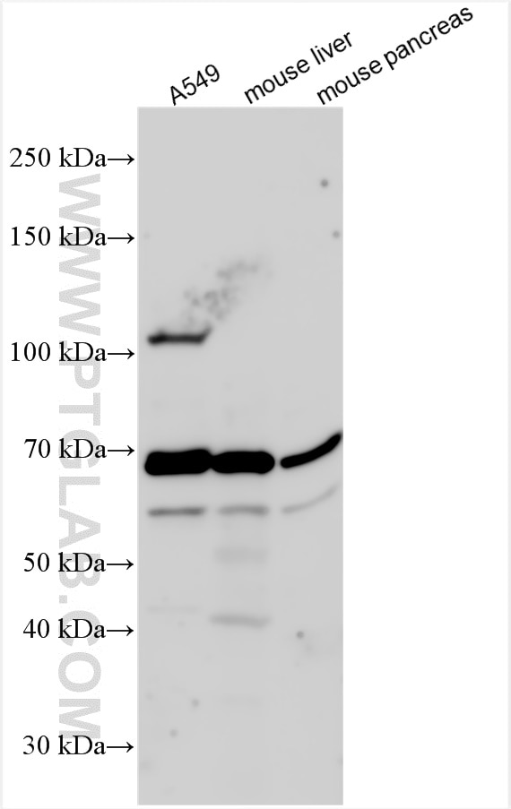Western Blot (WB) analysis of various lysates using PTPN9 Polyclonal antibody (12109-1-AP)