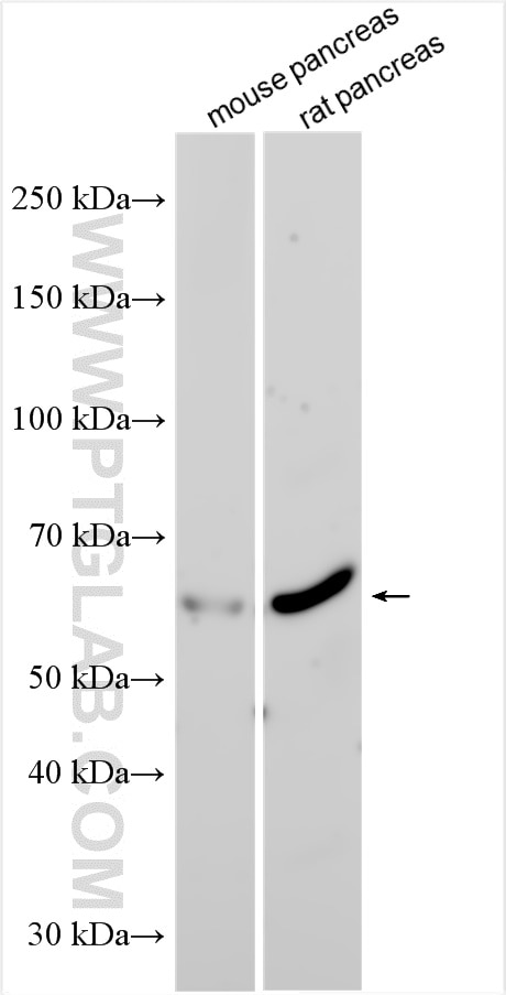 Western Blot (WB) analysis of various lysates using PTPN9 Polyclonal antibody (30282-1-AP)