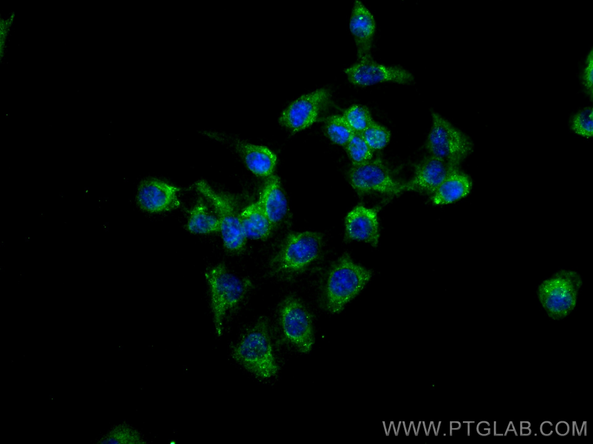 Immunofluorescence (IF) / fluorescent staining of U2OS cells using PTPN9 Monoclonal antibody (67931-1-Ig)