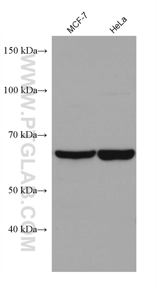 Western Blot (WB) analysis of various lysates using PTPN9 Monoclonal antibody (67931-1-Ig)