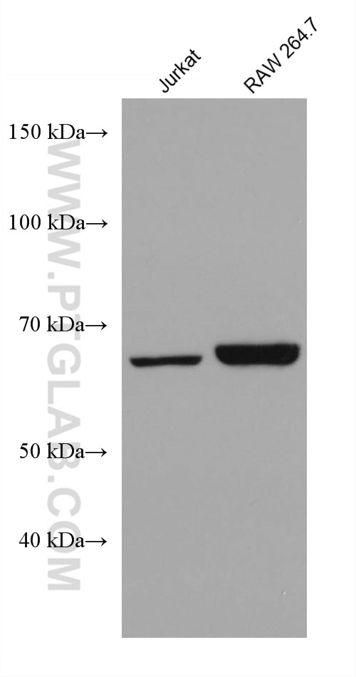 Western Blot (WB) analysis of various lysates using PTPN9 Monoclonal antibody (67931-1-Ig)