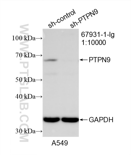 Western Blot (WB) analysis of A549 cells using PTPN9 Monoclonal antibody (67931-1-Ig)