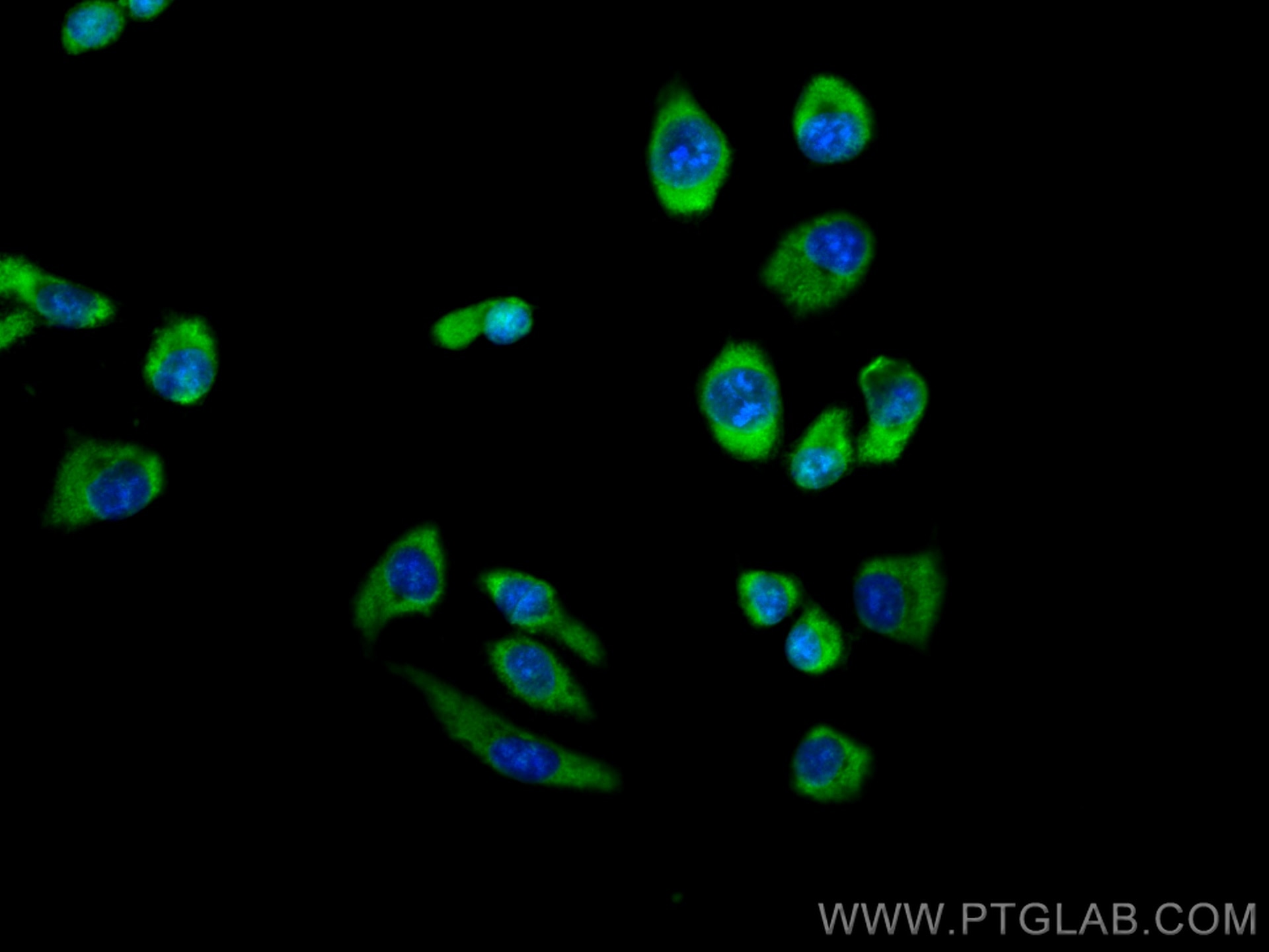 Immunofluorescence (IF) / fluorescent staining of U2OS cells using CoraLite® Plus 488-conjugated PTPN9 Monoclonal ant (CL488-67931)