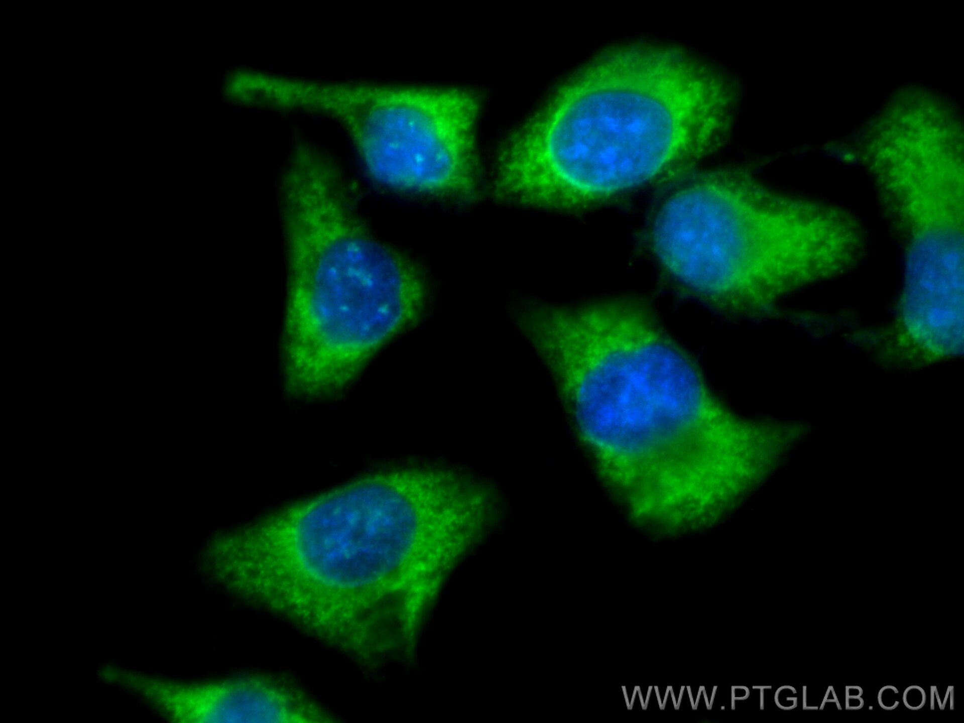 Immunofluorescence (IF) / fluorescent staining of U2OS cells using CoraLite® Plus 488-conjugated PTPN9 Monoclonal ant (CL488-67931)