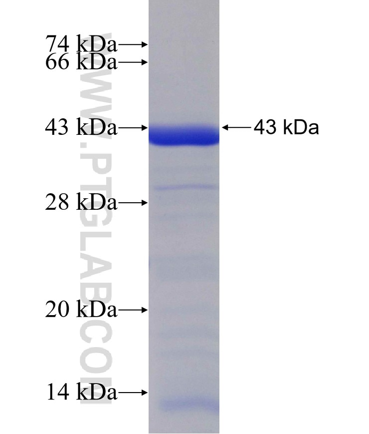 PTPN9 fusion protein Ag30615 SDS-PAGE