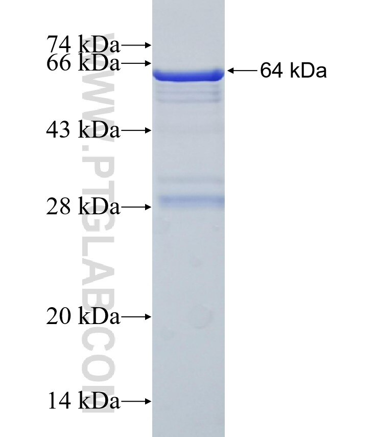 PTPN9 fusion protein Ag31971 SDS-PAGE